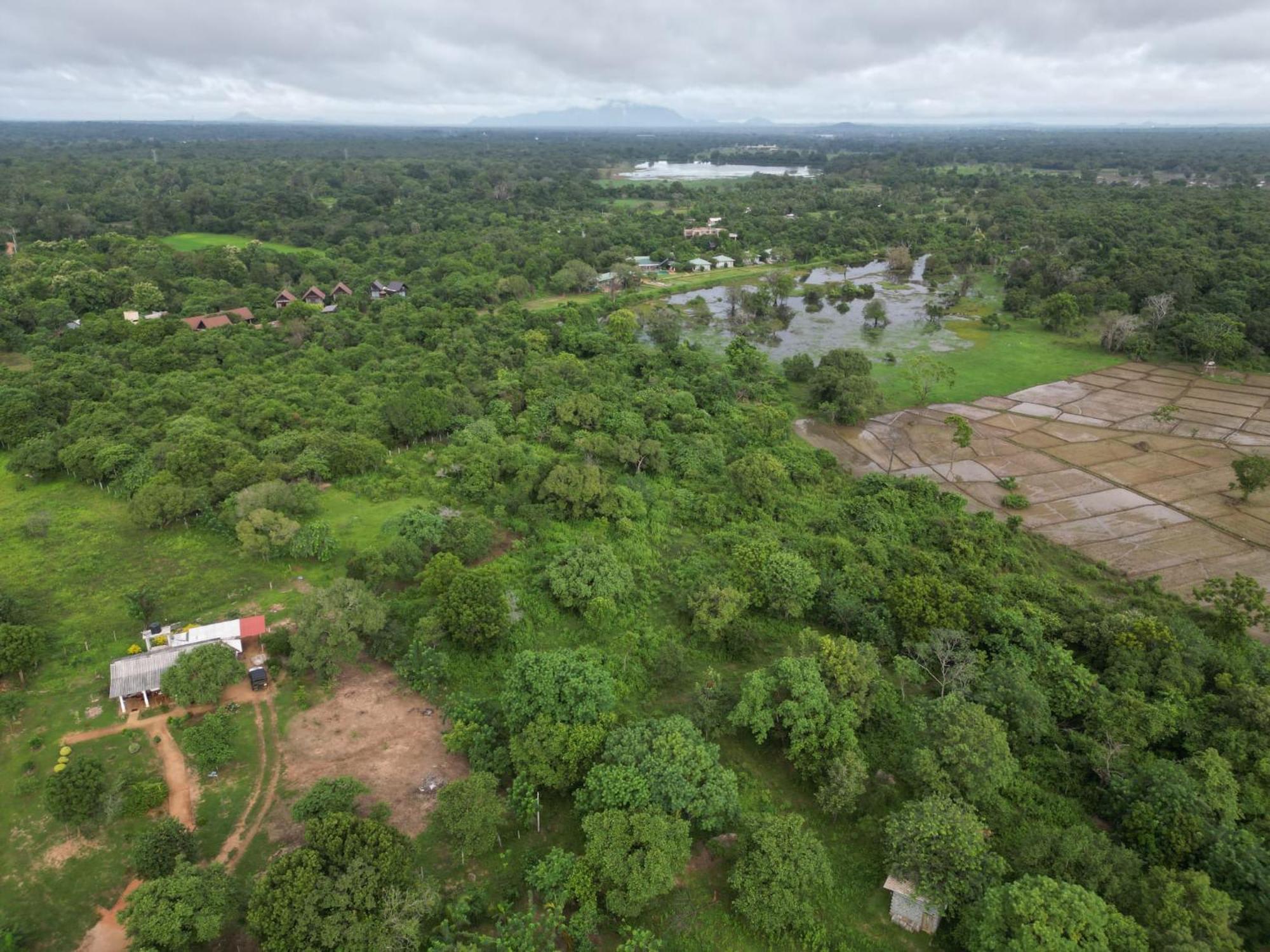 Sigiri Arana Sigiriya Hotel Buitenkant foto